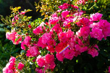 Güller. Güneşli bir gün. Güzel çalılar bir yaz gününde.