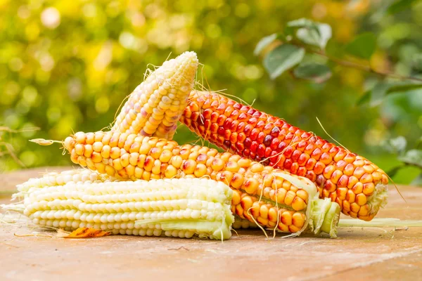 Corn, — Stock Photo, Image