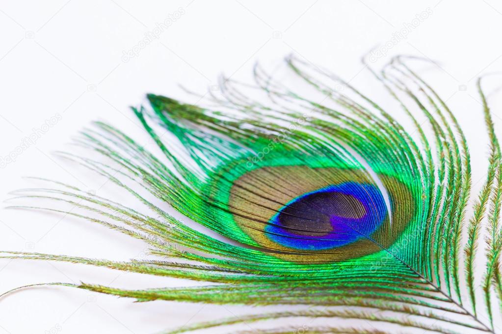 peacock feather