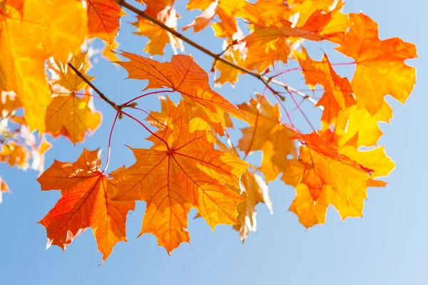 Amarillo-naranja hojas de arce de otoño —  Fotos de Stock