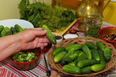 Salatalık turşu, turşu - eller yakın çekim, salatalık, otlar, 