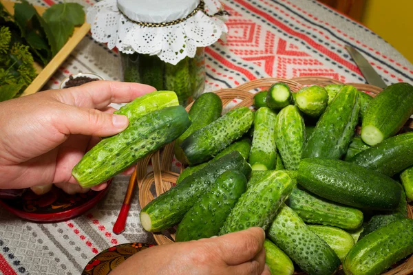 腌制黄瓜、 酸洗-手特写，黄瓜，草本, — 图库照片