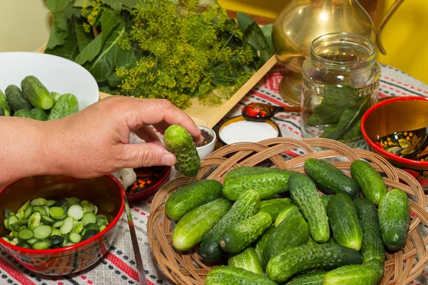 Savanyítás uborka, pácolás - kezek, közelkép, uborka, gyógynövények, — Stock Fotó