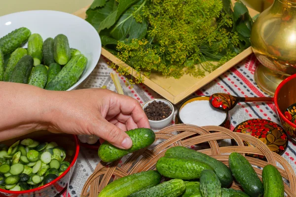 Pickling cucumbers, pickling - hands close-up, cucumber, herbs, — Stock Image Pickling cucumbers, pickling - hands close-up, cucumber, herbs, Stock Photo