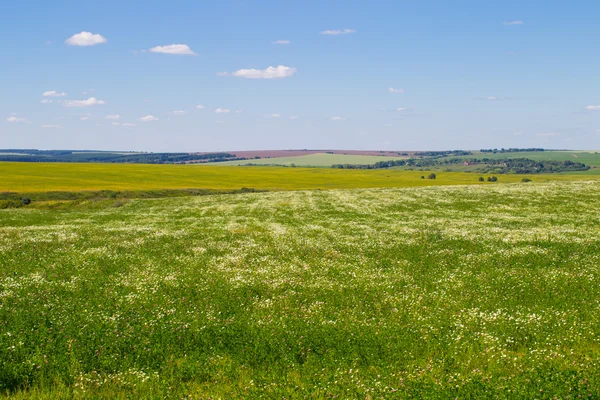 Campo ruso con margaritas y trébol, cielo azul, avena y alforja — Foto de Stock