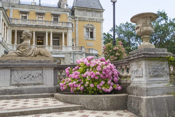 Stijlvolle, luxueuze bush roze Hortensia in het park Massandra Palace — Stockfoto