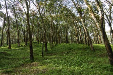 Kalibendo, Banyuwangi, Endonezya 'daki kauçuk plantasyonunun etrafındaki gölgeli ağaçlar.