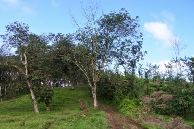 Banyuwangi, Endonezya 'daki Kalibendo bölgesinde lastik tarlası..