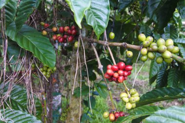 Ağaçta olgun kahve çekirdekleri