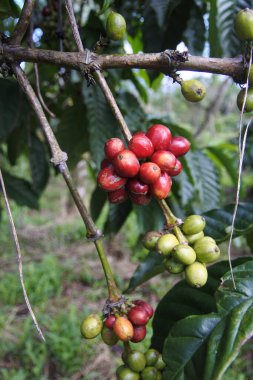 Ağaçta olgun kahve çekirdekleri