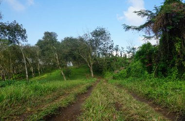 Banyuwangi, Endonezya 'daki Kalibendo bölgesinde lastik tarlası..