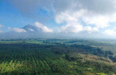 Banyuwangi, Endonezya 'daki Kalibendo bölgesinde lastik tarlası..