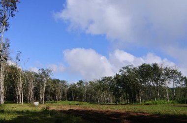 Banyuwangi, Endonezya 'daki Kalibendo bölgesinde lastik tarlası..