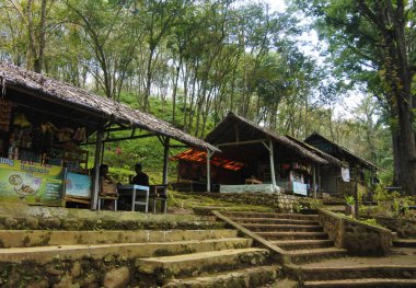 Banyuwangi, Endonezya 'daki Kalibendo bölgesinde lastik tarlası..