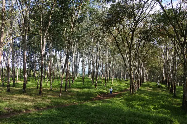 Shady trees around the rubber plantation in Kalibendo, Banyuwangi, Indonesia.