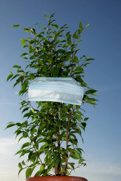 Indoor plant ficus, wearing a medical mask. Clean air concept, plants purify and decontaminate the air. The plant is wearing a mask. — Stock Image Indoor Plant Ficus Wearing Medical Mask Clean Air Concept Plants Stock Picture