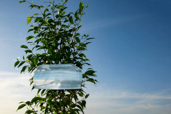 Indoor plant ficus, wearing a medical mask. Clean air concept, plants purify and decontaminate the air. The plant is wearing a mask. — Stock Image Indoor Plant Ficus Wearing Medical Mask Clean Air Concept Plants Stock Photo