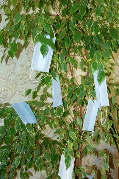 Ficus benjamin is a large tree in the room decorated with medical masks. Disposable masks are hung on a tree. Nature care concept. — Stock Image Ficus Benjamin Large Tree Room Decorated Medical Masks Disposable Masks Stock Image