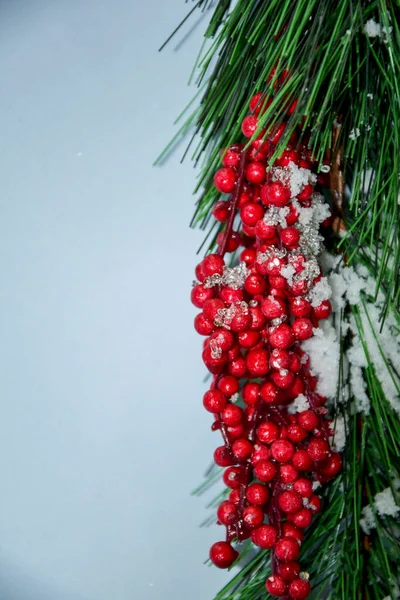 A spruce branch with red berries is on the right, plenty of room for text. Round red berries close-up on a green branch. — Stock Photo, Image