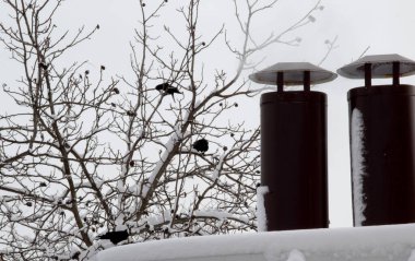 Kışın ceviz ağacında kuzgunlar. Çıplak kış dallarında karla kaplı karga siluetleri. Kış uykusuna yatan kuşlar fındıkla beslenir. Kışın ceviz ağacında kuzgunlar.