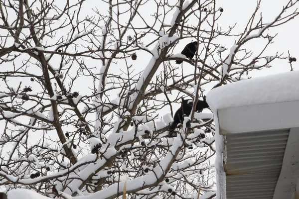 Corvi in un albero di noce in inverno. Silhouette di corvi su rami invernali nudi con neve. Gli uccelli ibernatori si nutrono di noci. Corvi in un albero di noce in inverno. — Foto Stock