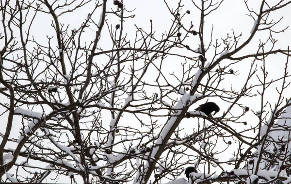 겨울에는 호두 나무의 철새 까마귀입니다. 까마귀의 실루엣은 겨울 나뭇가지에 눈이 덮여 있다. 동면하는 새들은 견과류를 먹고 산다. 겨울에 호두 나무에 앉아 있는 철새 까마귀. — 스톡 사진