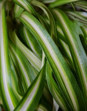 Klorofil kıvırcık ev çiçeği yaprakları. Doğal arka plan, yeşil yapraklar