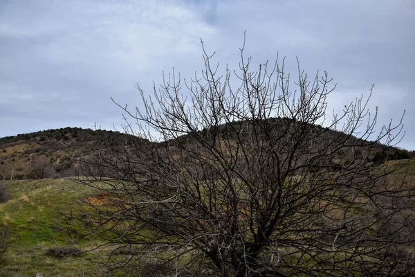 一片孤寂的灌木丛 没有树叶 背景是美丽的青草丘陵 美丽的蓝天 从观光客的眼光看山区风景 — 图库照片