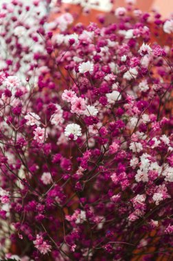 Küçük kırmızı ve beyaz bahar çiçekleri, dikey fotoğraf