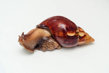 Beyaz arka planda büyük bir Afrikalı salyangoz Achatina