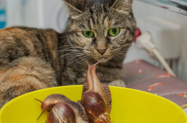 Achatina Snails Domestic Cat — Stock Photo, Image