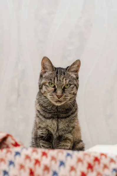 Gato Gris Doméstico Sienta Cama Con Los Ojos Abiertos — Foto de Stock