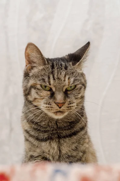 Sinsi Bakışlı Evcil Gri Kedi — Stok fotoğraf