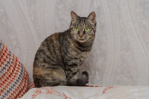 Domestic Cat Big Green Eyes Sits Bed — Stock Photo, Image