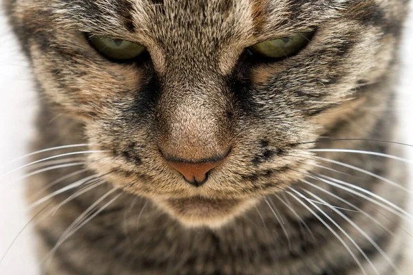 Porträt Einer Hauskatze Aus Nächster Nähe — Stockfoto