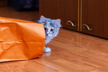 Tüylü gri kedi yavrusu yerde paketle oynuyor.