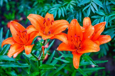 Yaz çiçekleri, turuncu zambak.