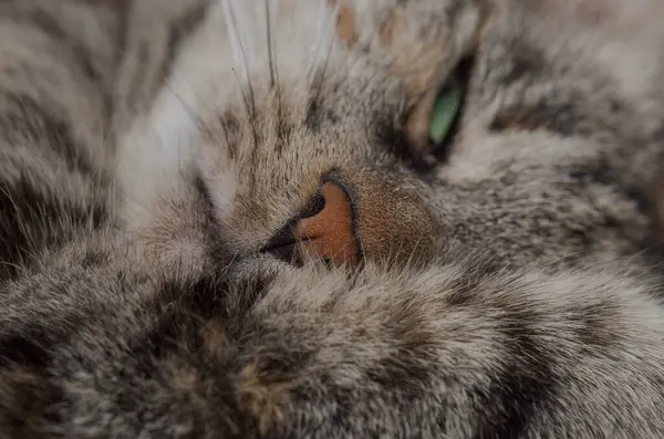 Pelzige Katze Gesicht Aus Nächster Nähe — Stockfoto