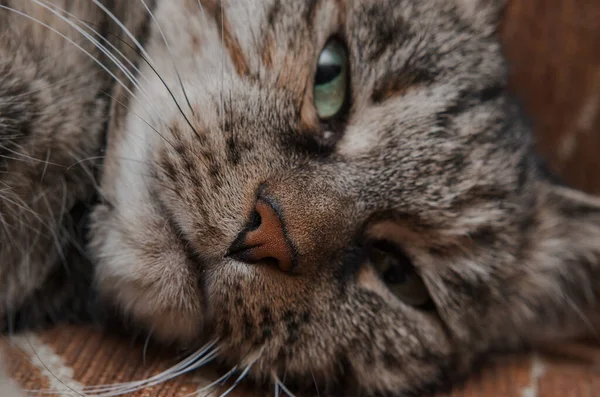 Close Van Het Gezicht Van Een Kat Met Groene Ogen — Stockfoto