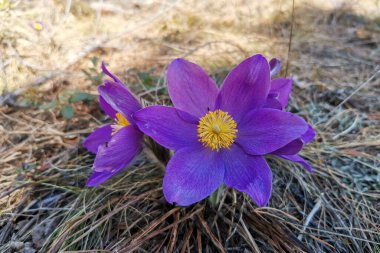 Çiçekli rüya otları, ilkbahar çiçekleri.