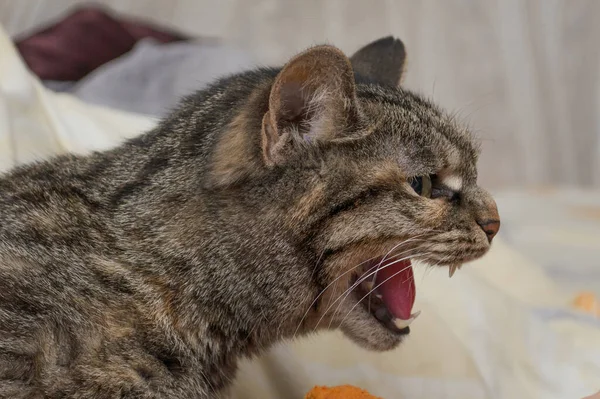 Evcil Kedi Düşmana Kızgın — Stok fotoğraf
