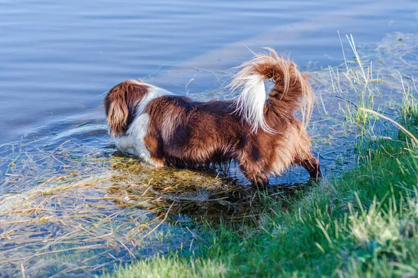 Hunden Spelas Vattnet — Stockfoto