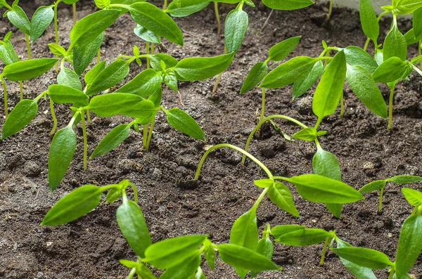 Brotes Verdes Suelo — Foto de Stock