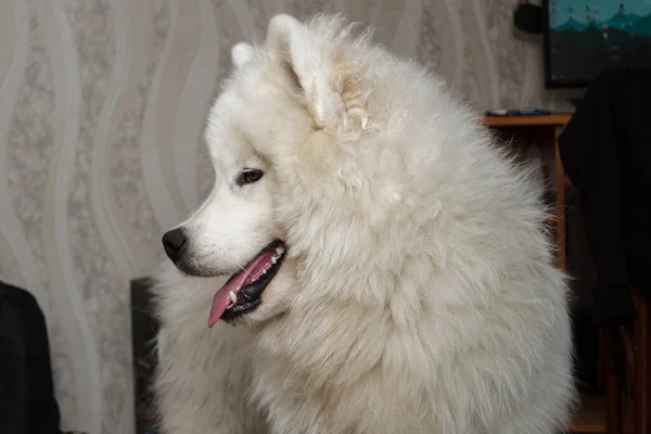 Fofo Doméstico Samoyed Cão — Fotografia de Stock