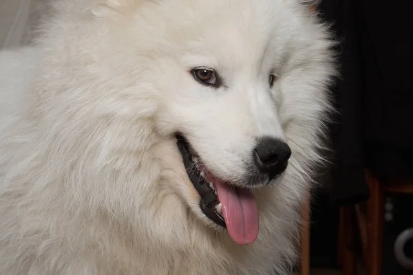 Shaggy Puppy Samoyed Dog Open Mouth Protruding Tongue — Stock Photo, Image