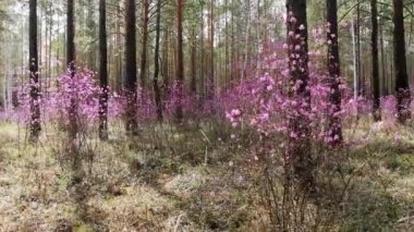 Ormanda çiçek açan rhododendron