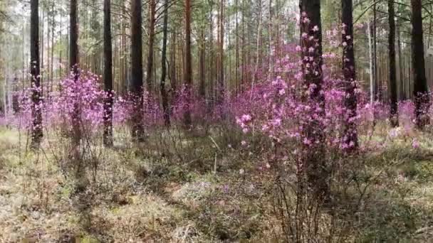 Virágzó Rododendron Erdőben — Stock videók