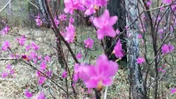 Virágzó Rododendron Erdőben — Stock videók