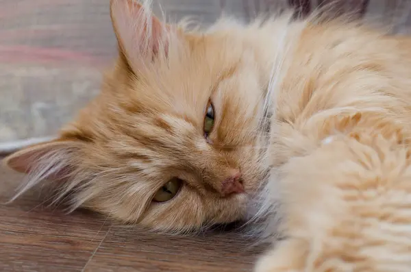 Domestic Ginger Fluffy Cat Floor Open Eyes — Stock Photo, Image