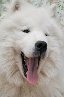 Samoyed köpek dil gösteriyor, dikey fotoğraf